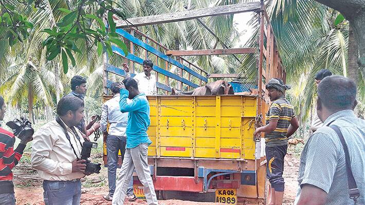Plight of Farmers in Transporting Cows Plight of Farmers in Transporting Cows