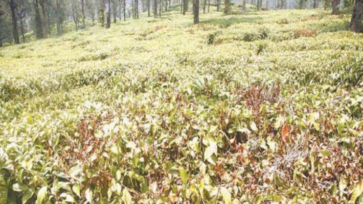 Tea plants drought by summer hot Farmers worry about yield loss ... Tea plants drought by summer hot Farmers worry about yield loss ...