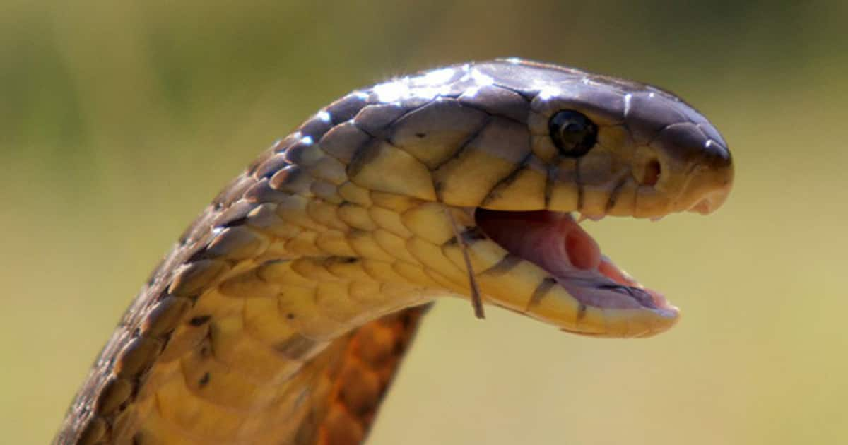 The cobra is a common snake. Кобра. Змеиная голова. Голова кобры.