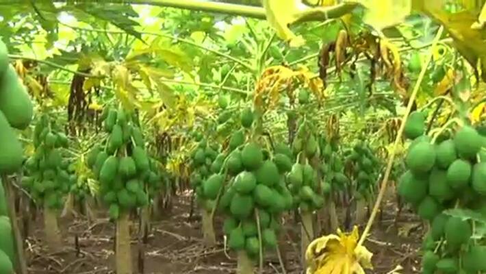 Kolar farmer destroy papaya snr Kolar farmer destroy papaya snr