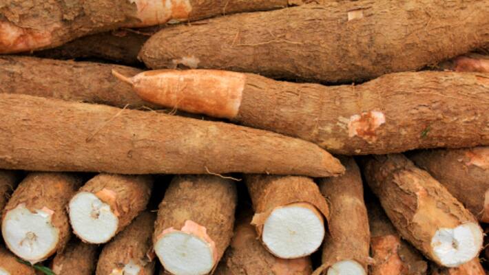 spirit from tapioca: state government step back form the project spirit from tapioca: state government step back form the project