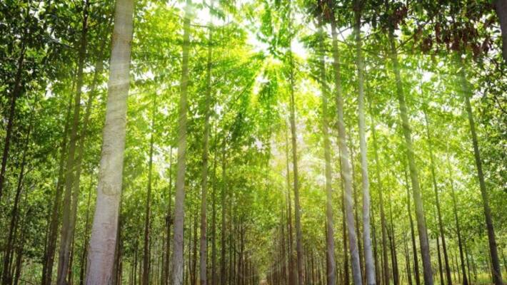 Here are the pest attack and prevention methods in teak wooden nurseries ... Here are the pest attack and prevention methods in teak wooden nurseries ...