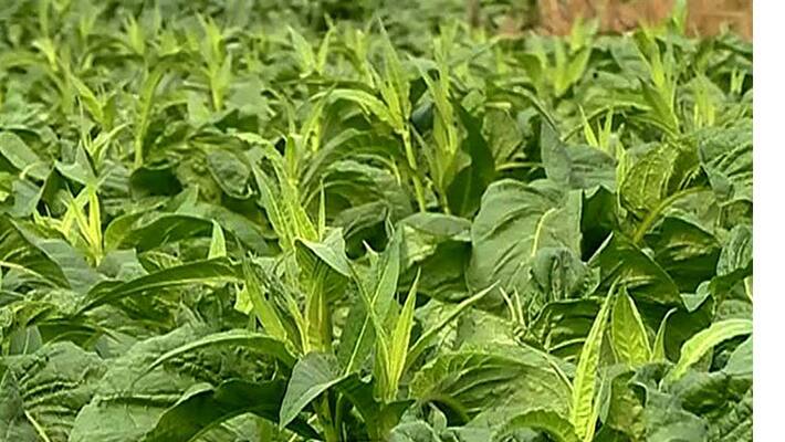 Karnataka and Andhra Pradesh Nearly 80% Tobacco Producing States Karnataka and Andhra Pradesh Nearly 80% Tobacco Producing States
