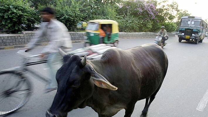 Punjab Govt to take birth control measures to overcome stray cattle issue Punjab Govt to take birth control measures to overcome stray cattle issue