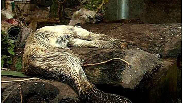 unknown animal attacked goats in kottayam panachikkad unknown animal attacked goats in kottayam panachikkad