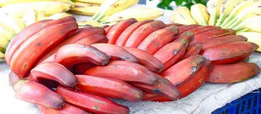 Red bananas that make you healthy and help reduce weight
