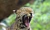 Gujarat: Leopard attacks motorcycle-borne couple, snatches infant