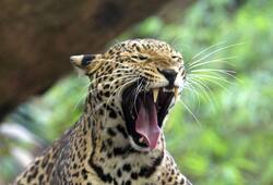 Leopard spots  kills meditating monk  Ramdegi forest