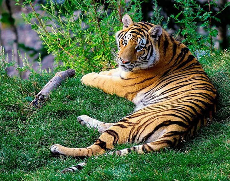 Slow deaths for tigers at China zoo