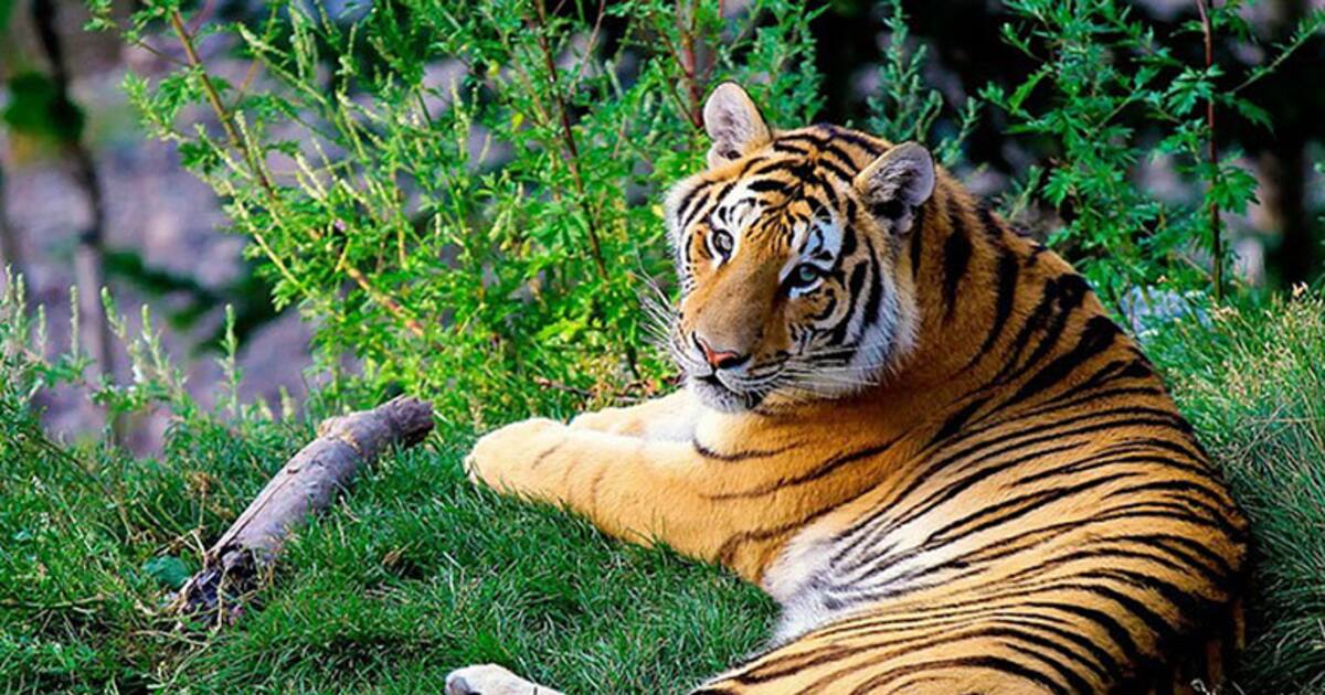 Are animals safe in Indian zoos?