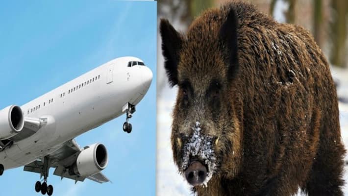 The plane crashed into a wild boar on the runway The plane crashed into a wild boar on the runway