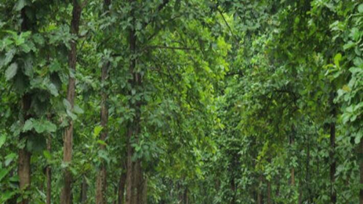 Tea Tree cultivation Flowering Season to First Seed Treatment Tea Tree cultivation Flowering Season to First Seed Treatment
