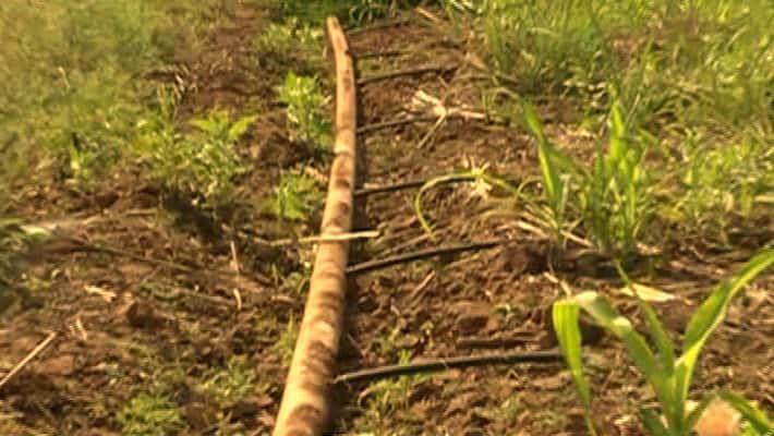 Is State Government Drop Singatalur Drip Irrigation in Koppal grg Is State Government Drop Singatalur Drip Irrigation in Koppal grg