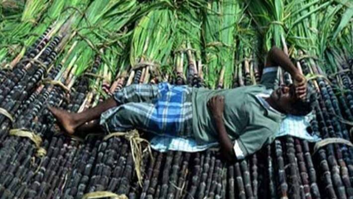 Tamil Nadu Government issues guidelines on procurement of sugarcane for Pongal festival Tamil Nadu Government issues guidelines on procurement of sugarcane for Pongal festival
