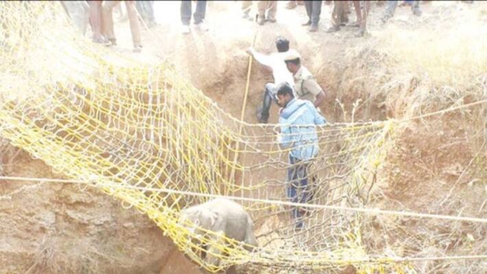 3-month baby elephant who fell into a 30-feet deep well Safeguard recovery after the seventh hour struggle ... 3-month baby elephant who fell into a 30-feet deep well Safeguard recovery after the seventh hour struggle ...