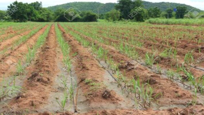 Karnataka Only 8% of targeted area sown so far Karnataka Only 8% of targeted area sown so far