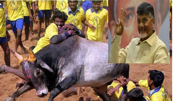 Chandrababus home constituency hosting Jallikattu first time in AP Chandrababus home constituency hosting Jallikattu first time in AP