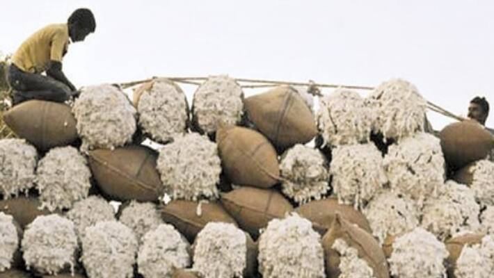 What are the techniques for mixed fertilizer in cotton cultivation? Information inside ... What are the techniques for mixed fertilizer in cotton cultivation? Information inside ...