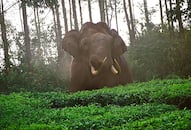 Odisha: 10-year-old boy trampled to death by wild elephant