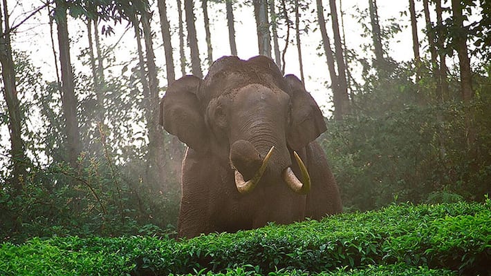 Human life more important than elephants, says Kerala High Court
