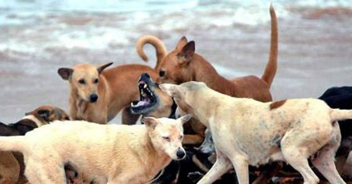 Kerala govt. decides to put dangerous stray dogs to death