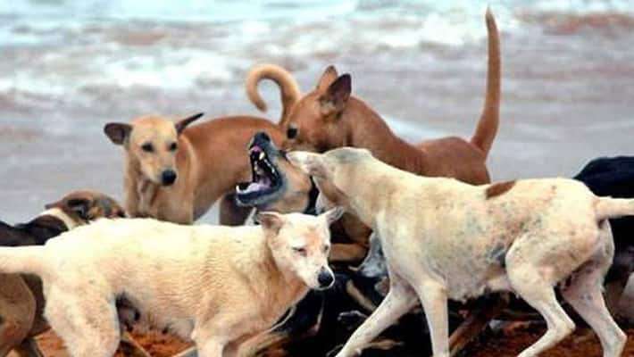 why dogs are killed in kerala