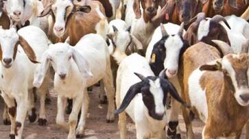 Pregnant goat raped tortured to death by 3 in Kerala gcw Pregnant goat raped tortured to death by 3 in Kerala gcw