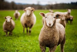 80 year old couple killed in Ram attack, police shot down violent male sheep 