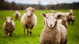 80 year old couple killed in Ram attack, police shot down violent male sheep 