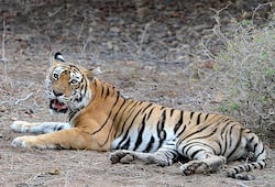 Maharastra's T1, Tigress Avni branded as 'maneater', shot dead by controversial marksman Nawad Shafath Ali Khan's son