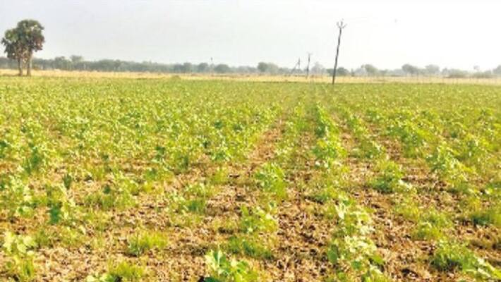 crops affected by severe drought Farmers worry about big loss ... crops affected by severe drought Farmers worry about big loss ...