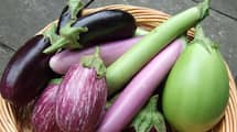 Can you eat eggplants during pregnancy? rsl