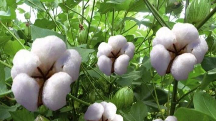 Here are the weed management requirements for cotton cultivation ... Here are the weed management requirements for cotton cultivation ...