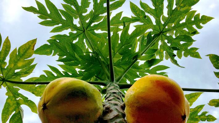 Udupi Mistaken consumption of poisoned fruit Woman succumbs mah Udupi Mistaken consumption of poisoned fruit Woman succumbs mah
