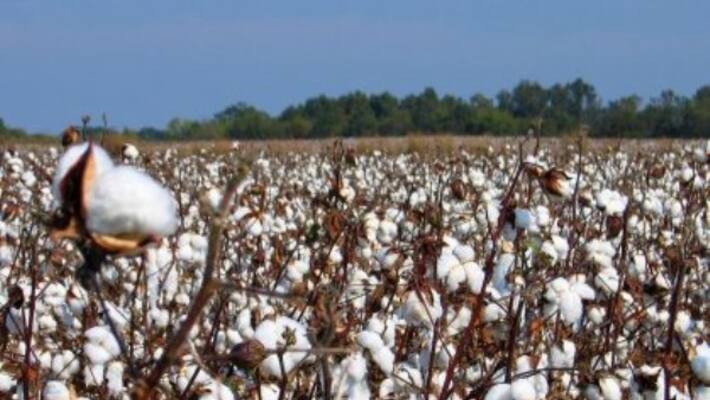 Here are the methods of controlling cotton crops. Here are the methods of controlling cotton crops.
