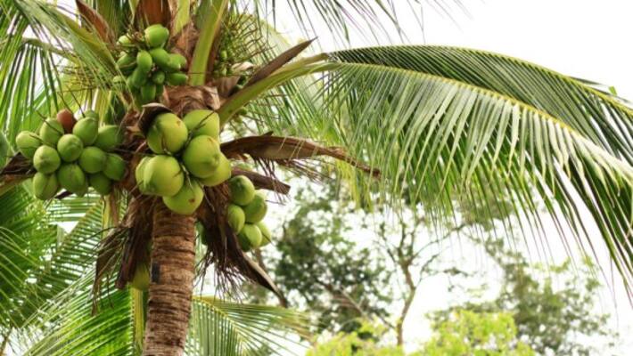 What are the benefits of humus coconut nursery? What are the rules? What are the benefits of humus coconut nursery? What are the rules?