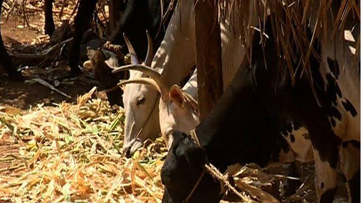 Qatar Biz Man to Import Cows to Overcome Milk Crisis Qatar Biz Man to Import Cows to Overcome Milk Crisis