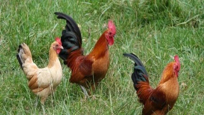 Mixed Feeding and Herbal Medicine for Country Chickens - A Parsing .. Mixed Feeding and Herbal Medicine for Country Chickens - A Parsing ..