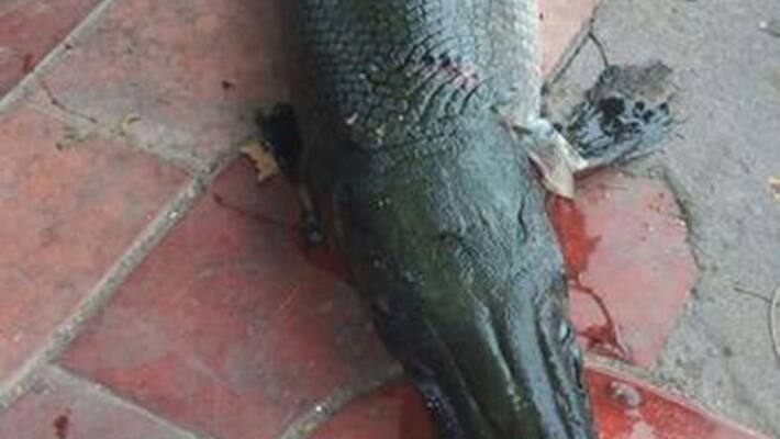 Discovery of predator fish that resembles an alligator concerns experts Discovery of predator fish that resembles an alligator concerns experts
