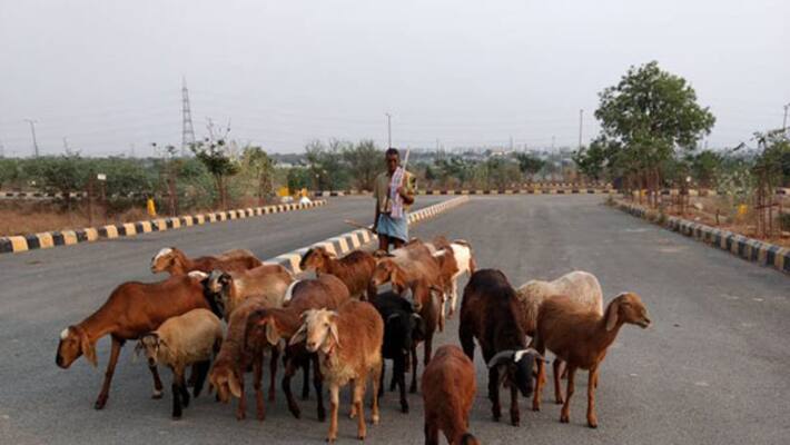 Ys Jagan Govt Ready for Sheep Distribution Scheme In andhra pradesh ksp Ys Jagan Govt Ready for Sheep Distribution Scheme In andhra pradesh ksp