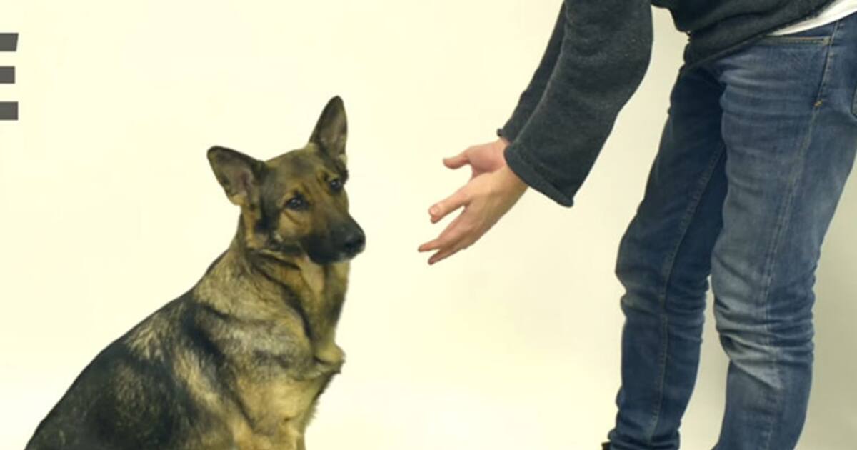 Watch Magician confuses dogs with his magic tricks