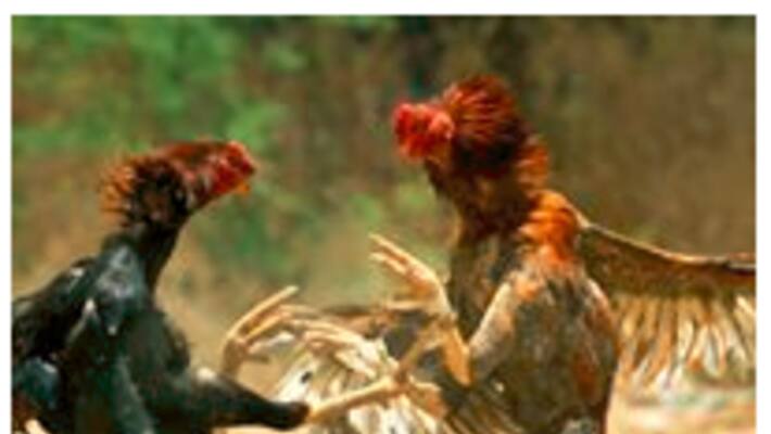 Cockfights begin ahead of Sankranti in Andhrapradesh Cockfights begin ahead of Sankranti in Andhrapradesh