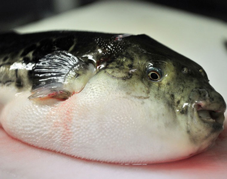 Poison or Food? These regularly consumed items could kill you-snj