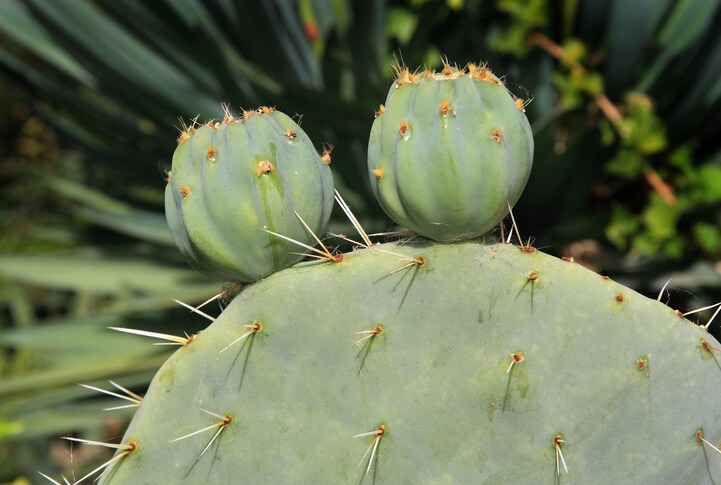 Beauty benefits of Cactus plant