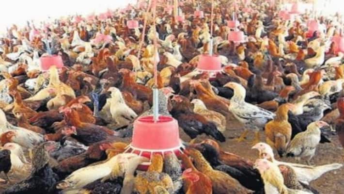 How to prevent chronic chicken cholera Read this How to prevent chronic chicken cholera Read this