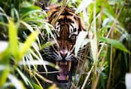 Decision to send back tigress Sundari to Bandhavgarh National Park still on hold