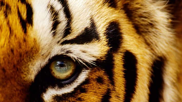 WWF Day: 4 endangered animals of India