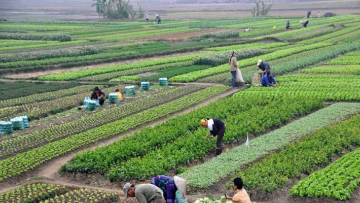 Will Loan waiver help agriculture sector Will Loan waiver help agriculture sector