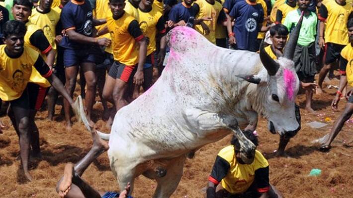 tn govt releases order jallikattu tn govt releases order jallikattu