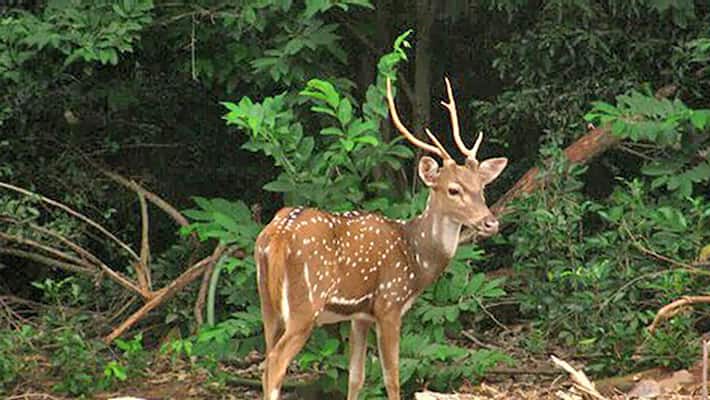 Deer hunting in yadadri bhongir district